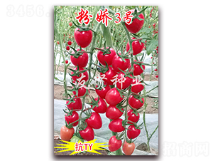 �۽�3��-��TY����ӣ��С��������-������ҵ