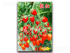 ����-��TY����ӣ��С��������-������ҵ