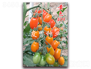 ��ɫ409-��TY����ӣ��С��������-������ҵ