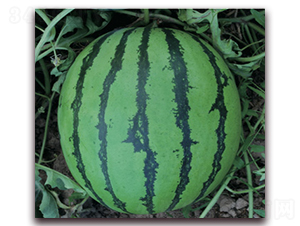 ��ѡ��ѣ�84-24��-��������-�Ƶ���