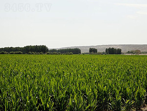 ƽ��1608-ƽ����ҵ