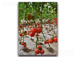 ɣũP377-��TY��������-ɣũ��ҵ
