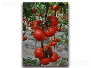 ɣũR116-��TY��������-ɣũ��ҵ