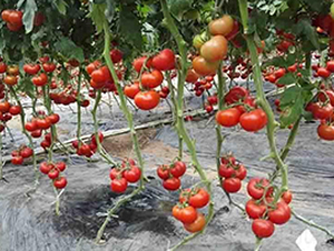 ɣũR144-��TY��������-ɣũ��ҵ