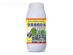 500ml������������-ʥ����