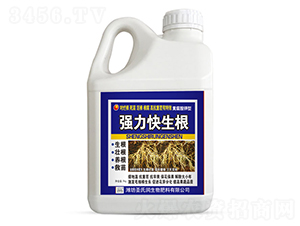 5kgǿ��������-ʥ����