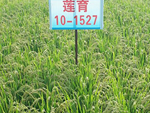 ����10-1527-ˮ������-����ũҵ