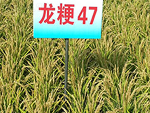 ����47-ˮ������-����ũҵ