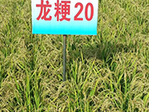 ����20-ˮ������-����ũҵ