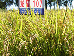 ����107-ˮ������-����ũҵ