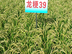 ����39-ˮ������-����ũҵ