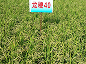 ����40-ˮ������-����ũҵ