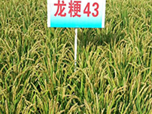 ����43-ˮ������-����ũҵ