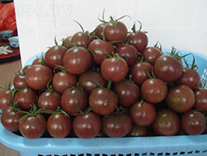����20С���ѣ������飩F1-��������-�̳�����