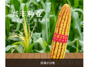 �˷�213��-��������-�˷���ҵ