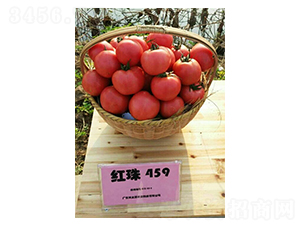����459-��������-��֮Դ