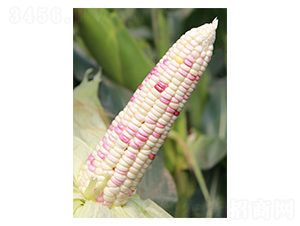 ����Ŵ22-��������-��֮Դ