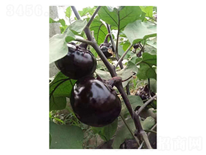 �ڱ�Բ��-��������-���ũҵ