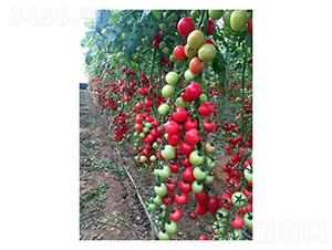��ɫӣ�ҷ���-��������-���ũҵ