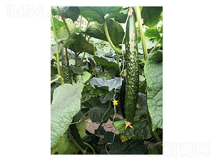 ����518-�ƹ�����-���ũҵ