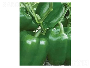 ����-Բ������-�֮��ũҵ