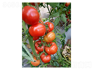 �����ɫ��A316-��������-��ϲũҵ