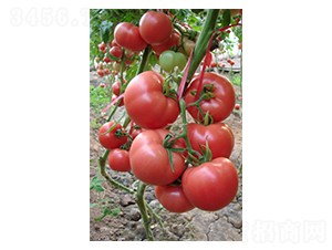 �۷�168-��������-��ϲũҵ