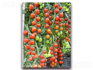 ����2028ӣ�ҷ���-��������-��������