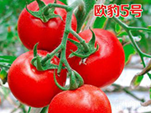ŷ��5��-��������-ũ����