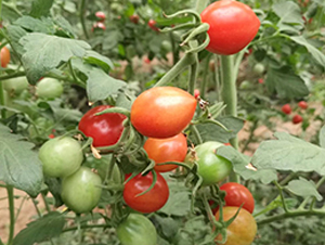 1168-ӣ��С����������-����
