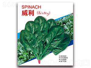 ����-��������-Ӫ�ھ���