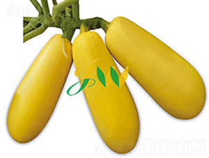 ѩ������-����«����-Ӫ�ھ���