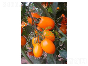 ������-ӣ�ҷ�������-��ػ���