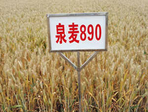 Ȫ��890-С������-������ҵ