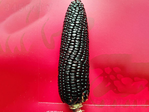 �ɿ���905-��������-������ҵ