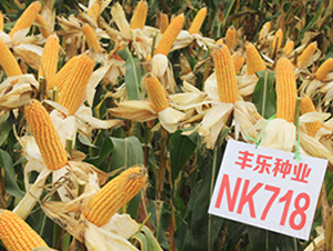 NK718-��������-������ҵ
