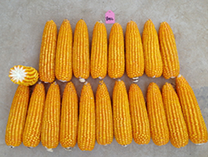 ս��002-��������-������ҵ