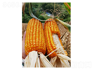 ����525-��������-������ҵ