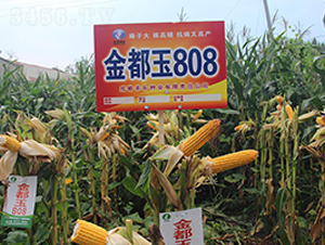 ����808-��������-������ҵ