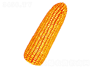 ˳��7��-��������-������ҵ