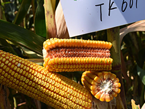 TK601-��������-������ҵ