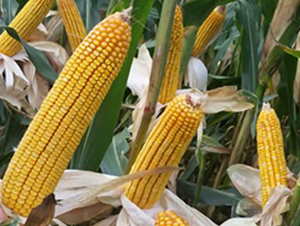 ���218-��������-������ҵ