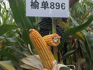 �ܵ�896-��������-������ҵ