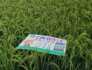C����919-ˮ������-������ҵ