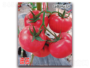 Ǭ�µ�ŵ-�۹���������-Ǭ����ҵ