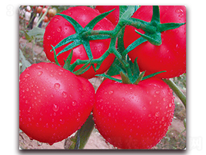 STP-F518-�����������-��ά��