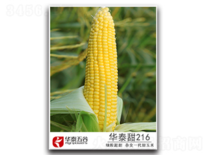 ��̩��216-����������-��̩���