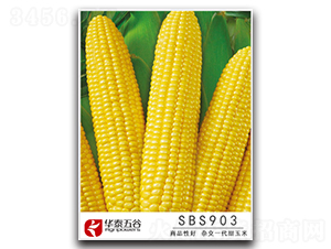 SBS903-����������-��̩���