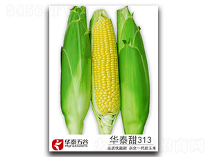 ��̩��313-����������-��̩���