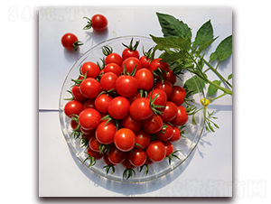 ����53��-ӣ�ҷ�������-����